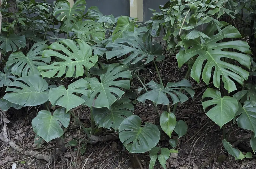 龜背芋葉子發黃 龜背芋葉子發黃